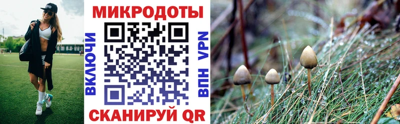 Псилоцибиновые грибы Psilocybe  Чапаевск 